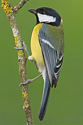 MG_7363_Custom_.jpg