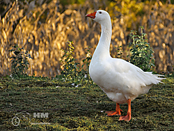 MG_8281_copia.jpg