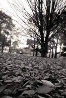 MG_8425.jpg