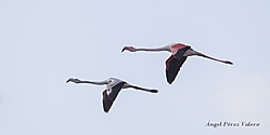 MG_98431.JPG