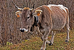 MG_9972_copy.jpg