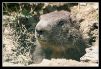 Marmota2.jpg
