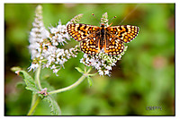 Melitaea_parthenoides2.jpg