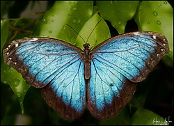 Morpho_Peleides.jpg