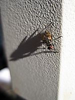 Mosca28.JPG