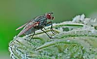 Mosca_31.jpg