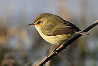 Mosquitero-5051.jpg