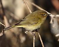 Mosquitero_2.jpg