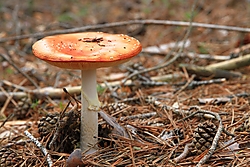 Mushroom1.jpg