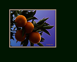 Naranjas_extreme_as.jpg
