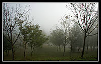 Niebla_copia.jpg