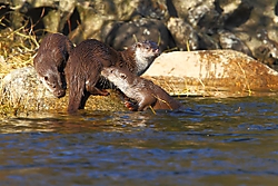 Nutria_Custom_.jpg