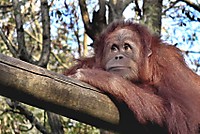 Orangutan_2_.jpg