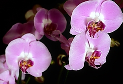 Orchid_053_2097x1448.jpg