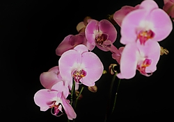 Orchid_057_2_3104x2193_2794x1974.jpg