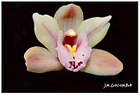 Orquidea12.jpg