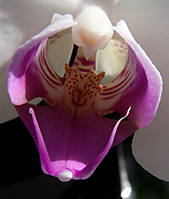 OrquideaConTigreCa.jpg