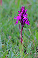 Orquidea_MG_9256.jpg