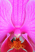 Orquidea_detalle.jpg