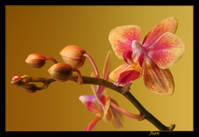 Orquidea_en_amarillo.jpg