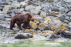 Oso_Glacier_Bay_900x600.jpg