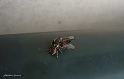 P1050830_copia.jpg