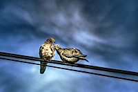 PALOMAS_002.jpg