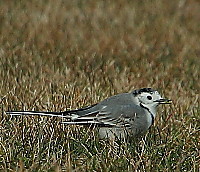Pajarito_comiendoLavandera.JPG