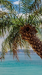 Palmera7.jpg