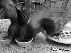 Palomas_de_Cafe.jpg