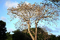 Paparo_0008.JPG