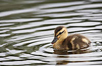 Patito01.jpg