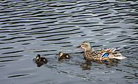 Patito02.jpg