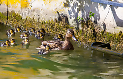 Patitos31.jpg