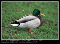 Pato.jpg