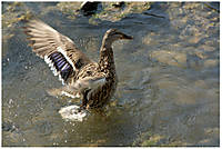 Patos-Barcala Patos-Barcala.jpg