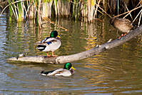 Patos5.jpg