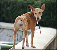 Perro5.jpg