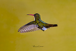 Picaflor-bronceado-_R5_31a1.jpg