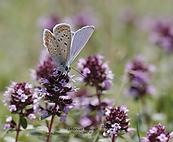 Plebejus_hespericus_ni_a_del_astragalo_3.JPG