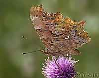 Polygonia_c-_album.jpg