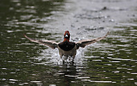 Porron-2009b.jpg