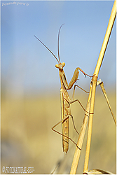 Posando_para_ti_3_SZ_G2A2724.jpg