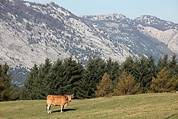 QDD-Pecanora-2.jpg