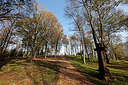 QDD-Pecanora-5.jpg