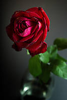 ROSA_COLOR_2_low.jpg