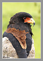 Rapaces2.jpg