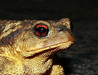 Retrato_sapo2.JPG