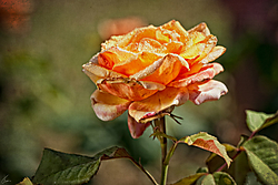 Rosa_43877-900_.jpg