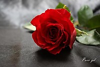 Rosa_roja_7.JPG